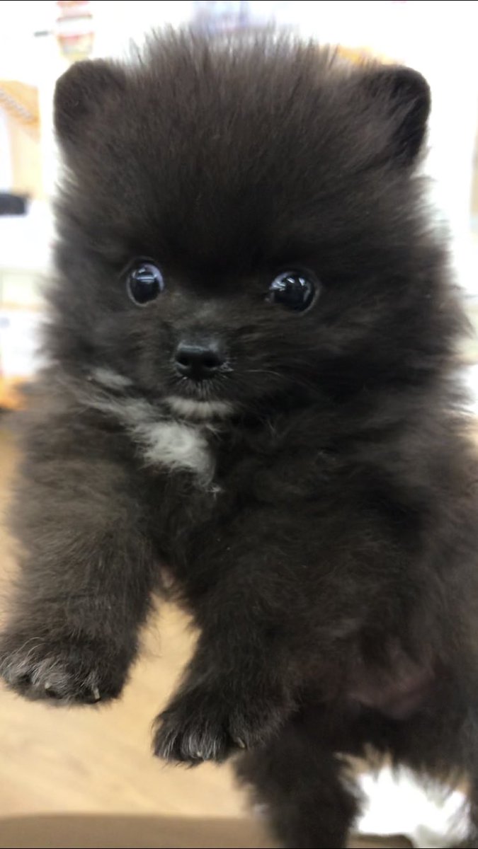 六太(黒ポメラニアン) (@mutta_diary0820) / Posts / X