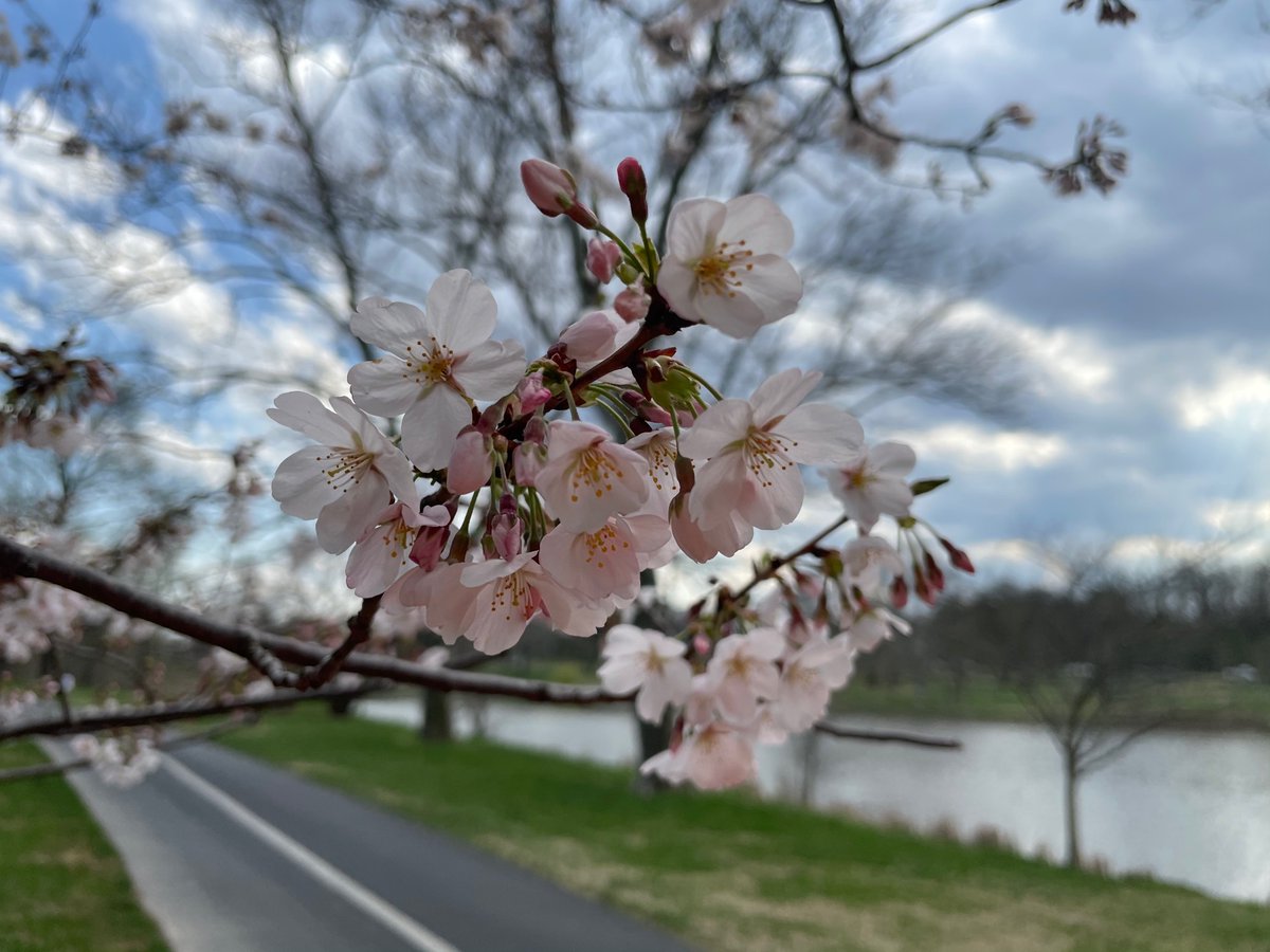 Ahmad Al-Taee, MD tweet media