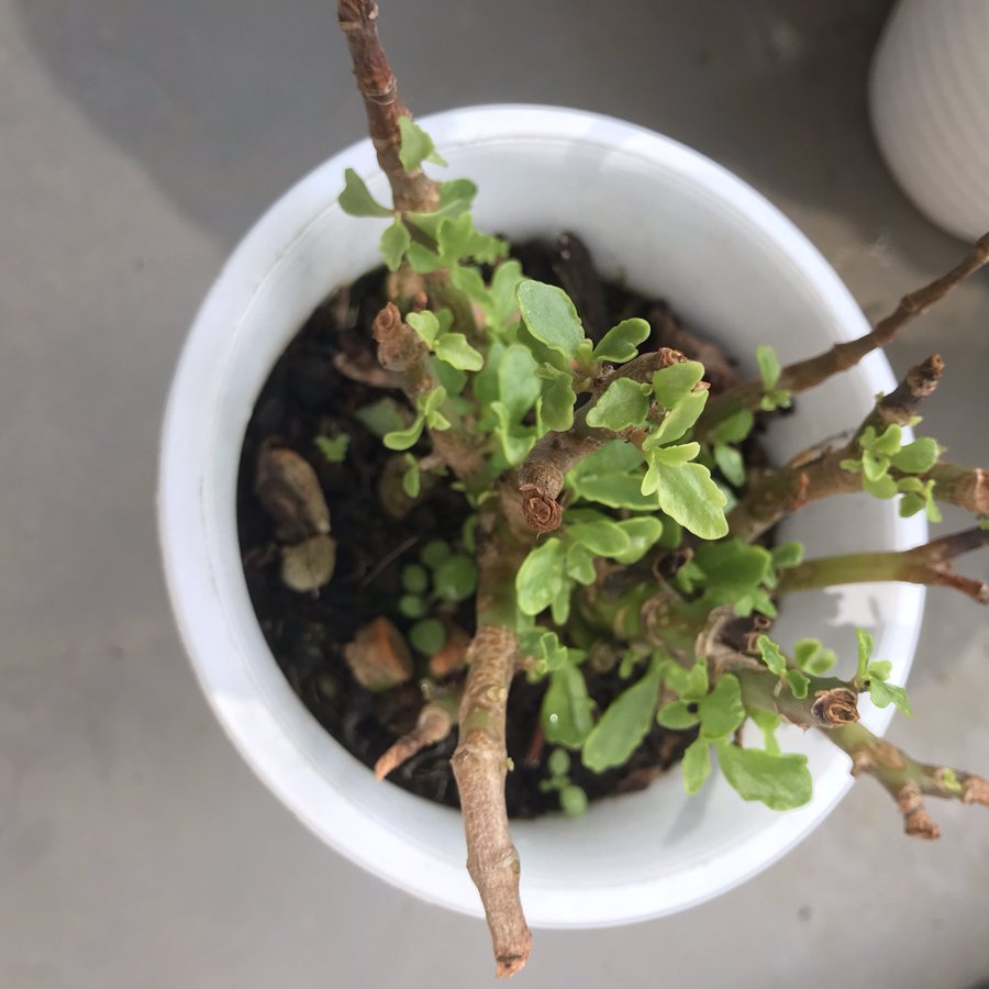 カランコエの花が咲かない原因３つ 初心者でもできる対策をご紹介 Tasso