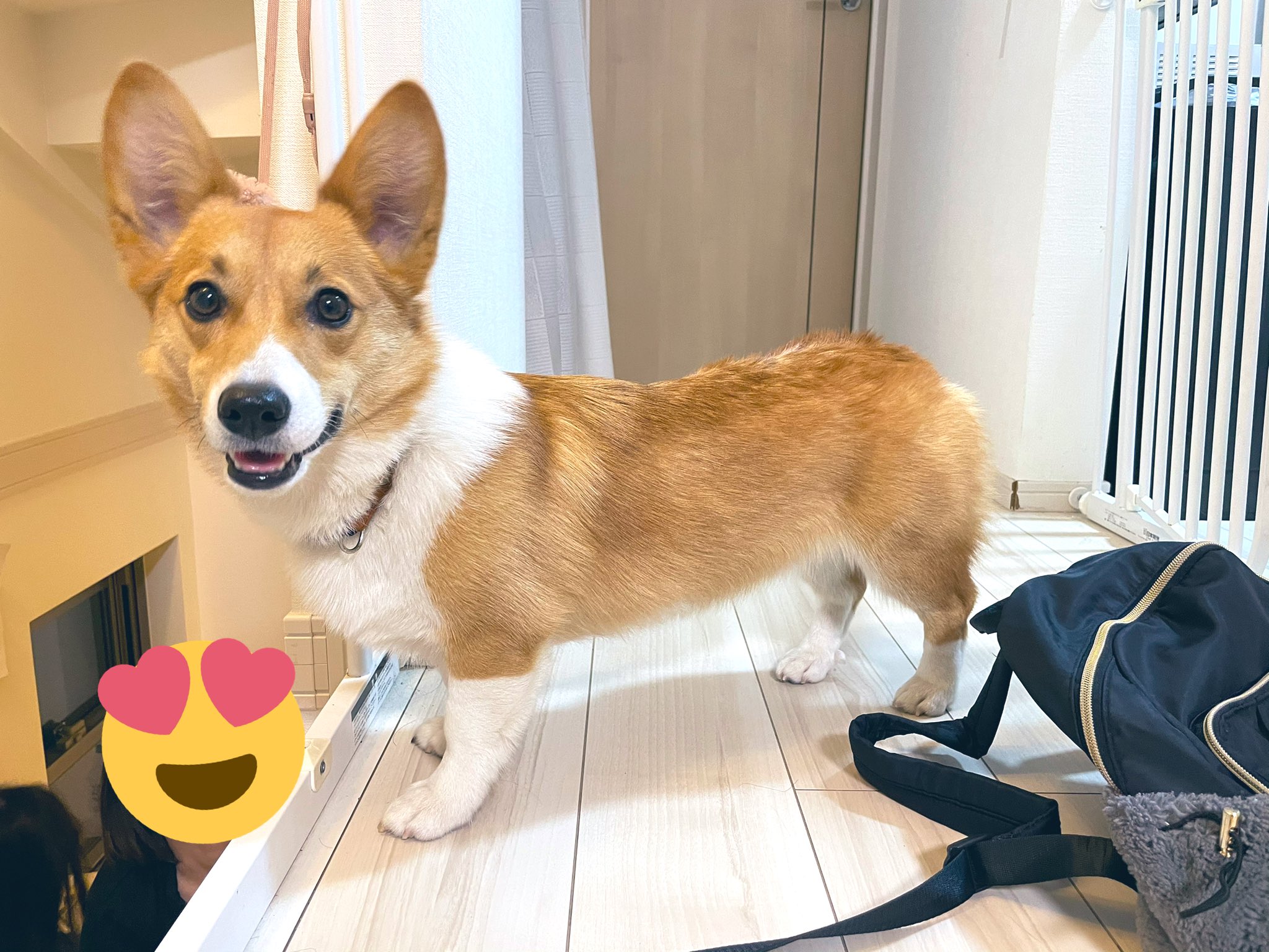 טוויטר Elise בטוויטר きゃわ コーギー コーギーのいる暮らし Corgi まろ眉 T Co Kmlbuikpgx
