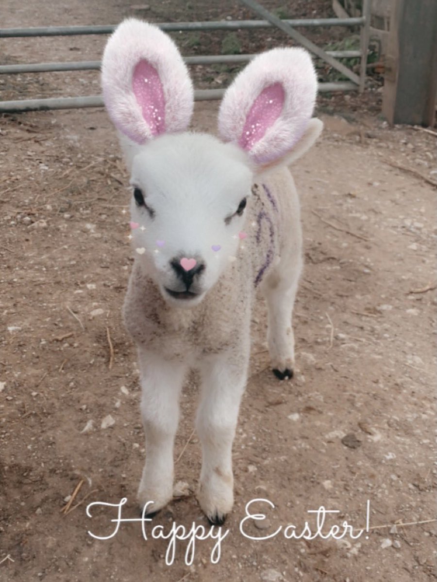 Happy Easter Everyone!🐰🐣
#Derbyshire #Cheshire #midlands #toilethire #events #equestrian #agricultural #weddings #festivals 
doveloos.com