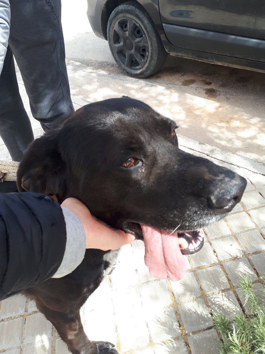 carmeeeeen13's tweet photo. La semana pasada nos encontramos este perrete el cual hemos bautizado como Pumba (Pumby para los amigos). Yo no me lo puedo quedar por que no se lleva bien con otros perros.
Agradecería RT, es un perro precioso y muy bueno con la gente!!
#Adopta #AdopcionResponsable #Adopcion https://t.co/79O3zJt87a