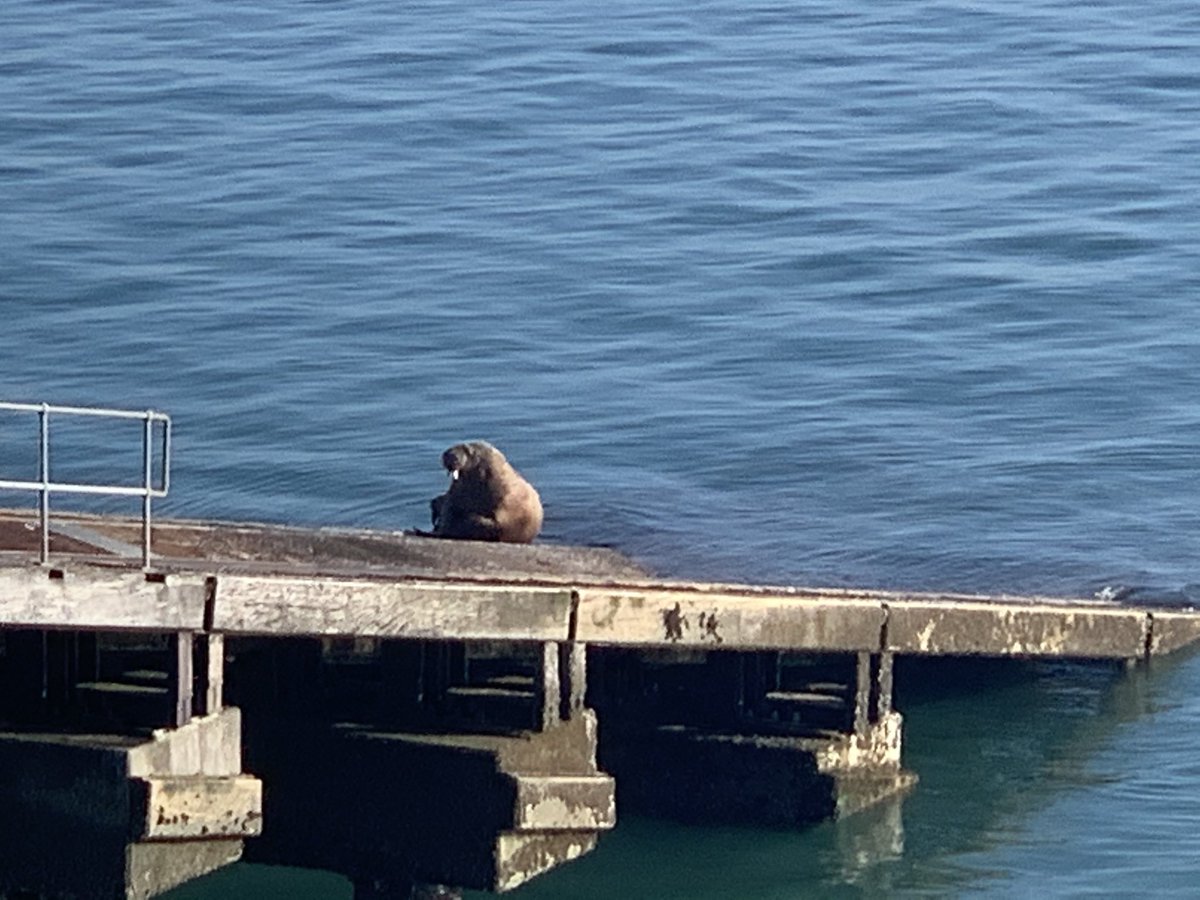 AnnaMullarkey1's tweet photo. So lovely to see the walrus in Tenby this morning. https://t.co/uN92kz5Tpn