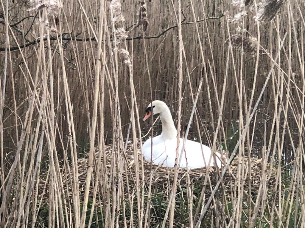 Happy Easter, Eostre, Christ returns, reborn from the womb of the tomb. Spring comes, the divine feminine, the holy masculine meet at the intersectional cross and hope is abundant. Also chocolate.