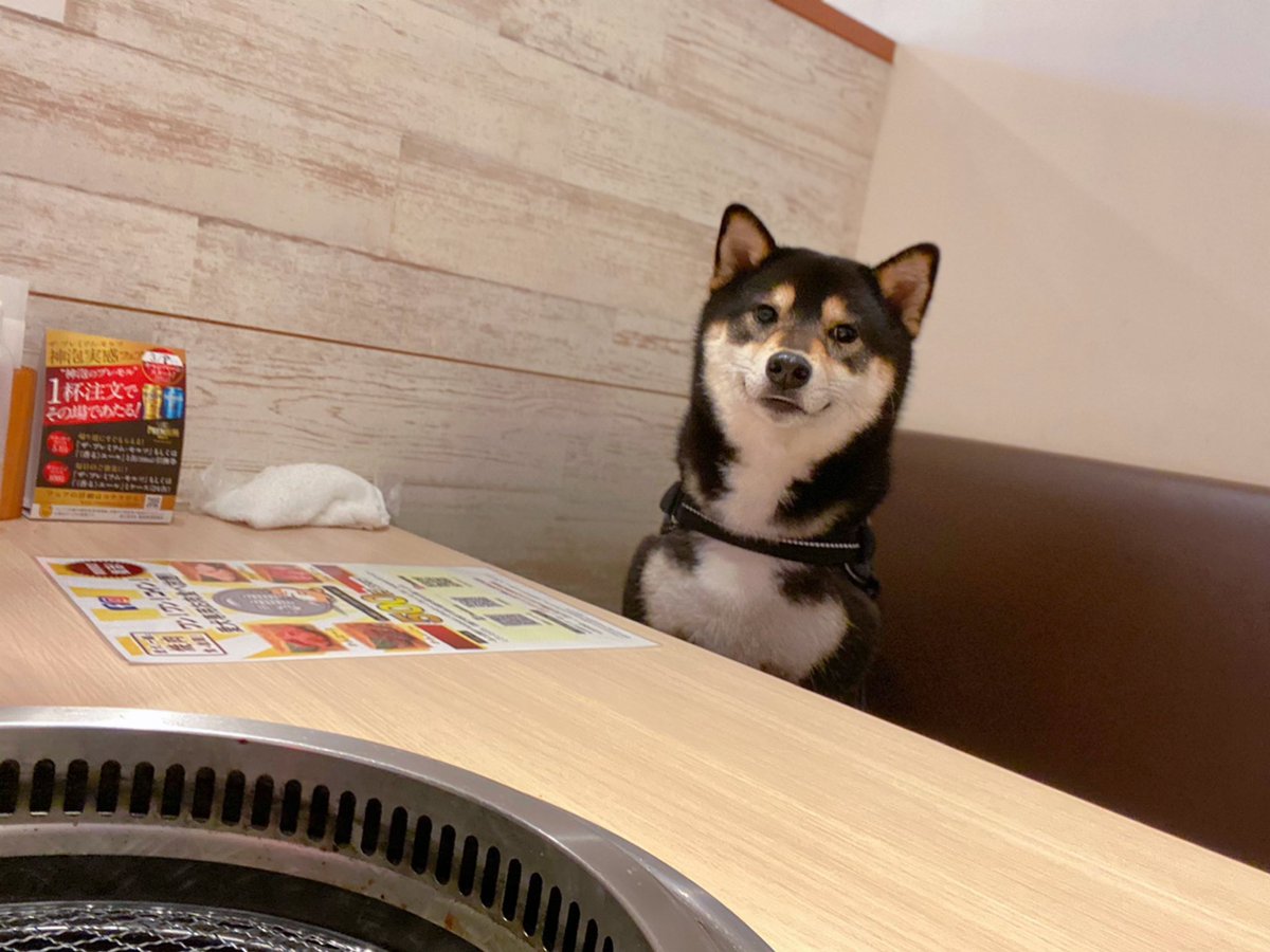 ここどこ 戸惑い気味の黒柴さんが犬用焼肉を前にニッコリ笑顔に わんちゃんと行ける焼肉屋さん素敵 Togetter