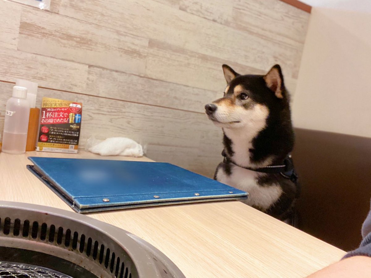 ここどこ 戸惑い気味の黒柴さんが犬用焼肉を前にニッコリ笑顔に わんちゃんと行ける焼肉屋さん素敵 Togetter ここどこ 戸惑い気味の黒柴さんが犬用焼肉を前にニッコリ笑顔に わんちゃんと行ける焼肉屋さん素敵 Togetter