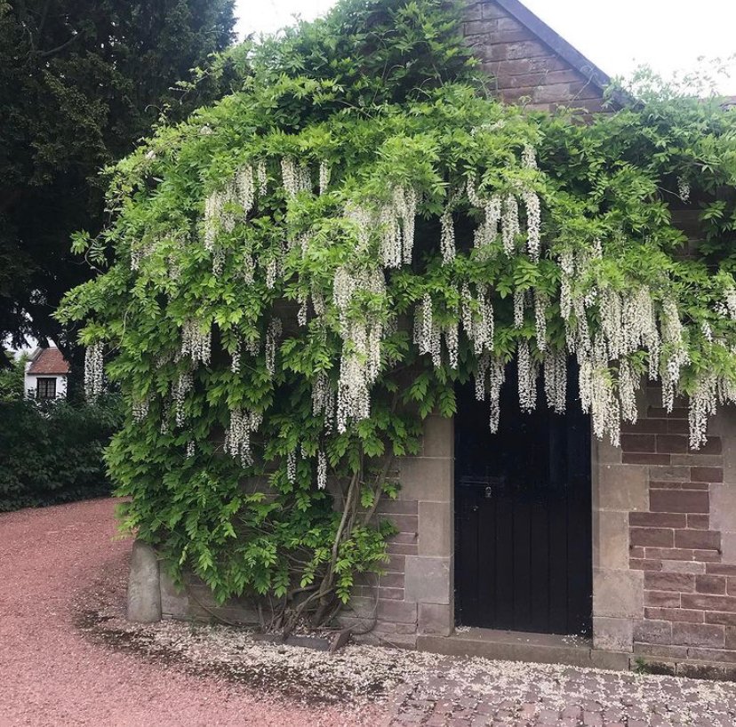 peonyjuliebates's tweet image. Not long until our breathtaking #whitewisteria starts to bloom, what a sight to behold! This Peony, Wisteria and Protea arrangement was inspired by the wisteria in our gardens and currently has 20% off until Easter Monday! #peonyfauxflower