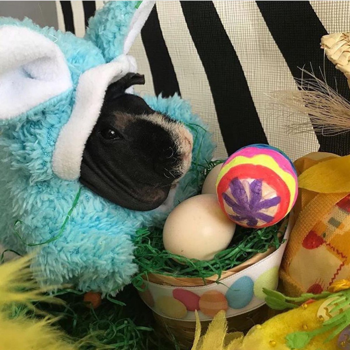 SwaggyZippy's tweet photo. Joyeuses Pâques 🐓🐣🐇#Paques #Paques2021 #HappyEaster #Easter #EasterBunny #EasterEgg https://t.co/8PLgAl3o3V