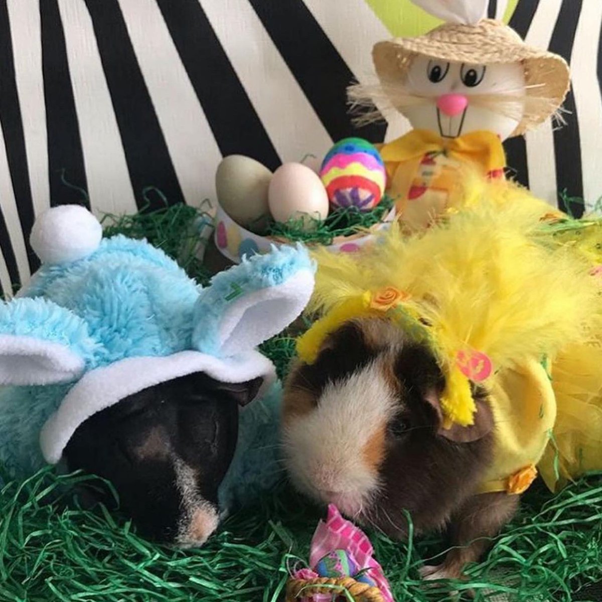 SwaggyZippy's tweet photo. Joyeuses Pâques 🐓🐣🐇#Paques #Paques2021 #HappyEaster #Easter #EasterBunny #EasterEgg https://t.co/8PLgAl3o3V