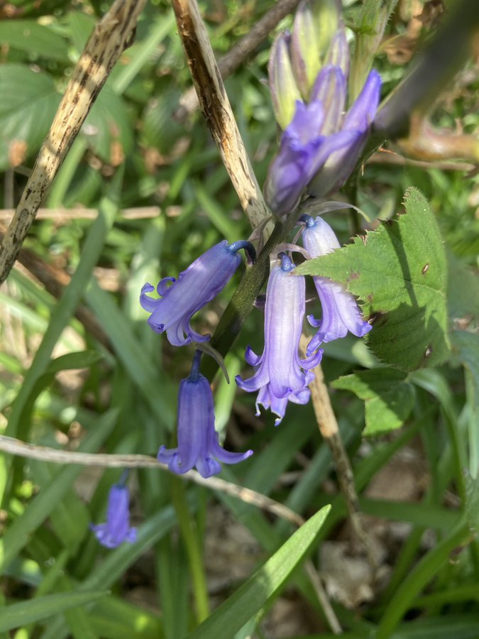 WoodlandCoffee's tweet photo. π³π³ Happy #BankHoliday Monday.
Head to @Ecclesallwoods for #Shortbread, #Biscoff #Latte, #Birds & #Bluebells.
We're OPEN TODAY & all week / 10am-4pm. #Lockdown3 / #Takeaway Only / Queue #2MetresApart
@ParksSheffield @theoutdoorcity @VisitSheffield @WildSheffield #SheffEvents https://t.co/kf6fSmc0hY