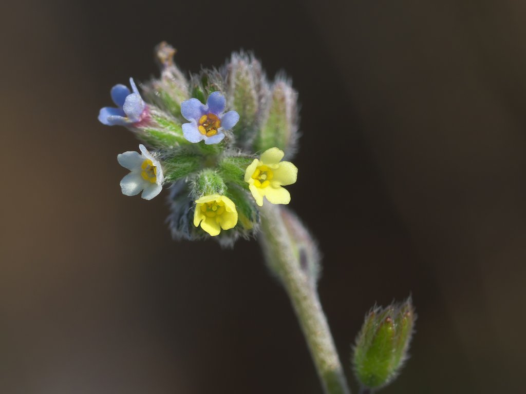 ハマワスレナグサ
