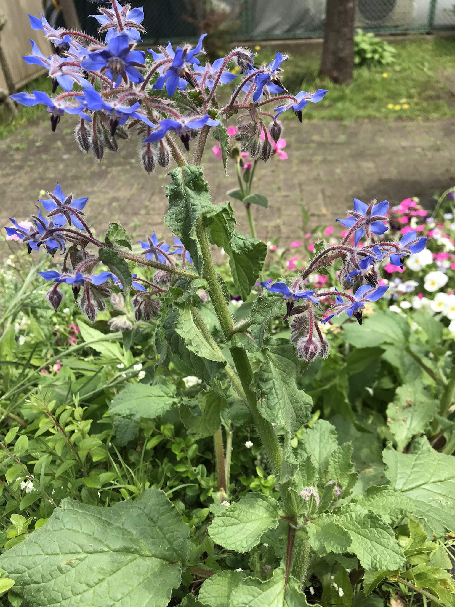 生きる力の いきちかクラブ Sur Twitter ボリジ 急に伸びて急に咲きました 茎も葉も立派 花はエディブルらしいです ボリジ エディブルフラワー 春の開花情報 成長力 生きる力 公園花壇 みんなの花壇 いきちか花壇プロジェクト T Co