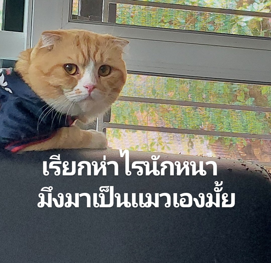 พี่รีน (@irenecappu) on Twitter photo 