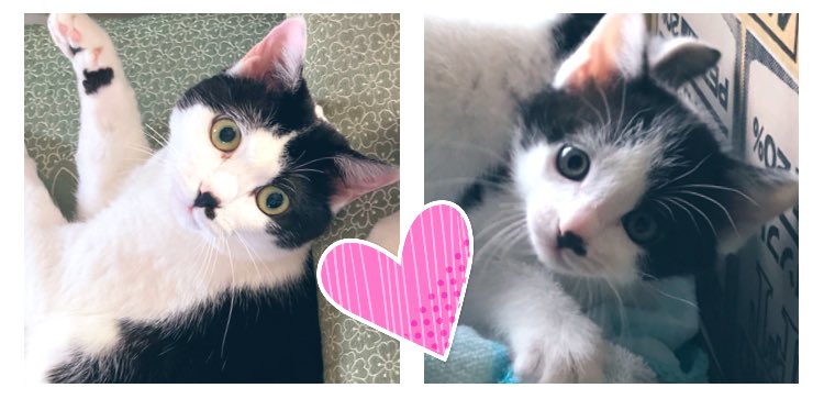 hakupoo0203's tweet photo. 《ウチのにゃこ🐈🐾》

今日4月4日は
ポコと小豆の４歳の誕生日🎉

ぷーもお母さん４歳‼️

これからも皆んな仲良く
ずっと一緒にいられますように…☺️

#ハチワレ #猫 https://t.co/vfBEpxfWgZ