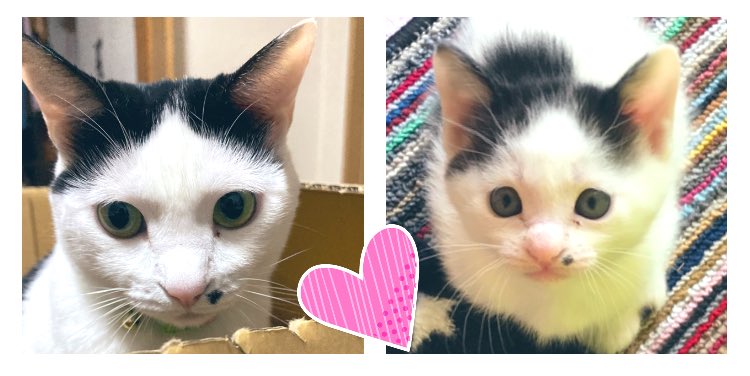 hakupoo0203's tweet photo. 《ウチのにゃこ🐈🐾》

今日4月4日は
ポコと小豆の４歳の誕生日🎉

ぷーもお母さん４歳‼️

これからも皆んな仲良く
ずっと一緒にいられますように…☺️

#ハチワレ #猫 https://t.co/vfBEpxfWgZ
