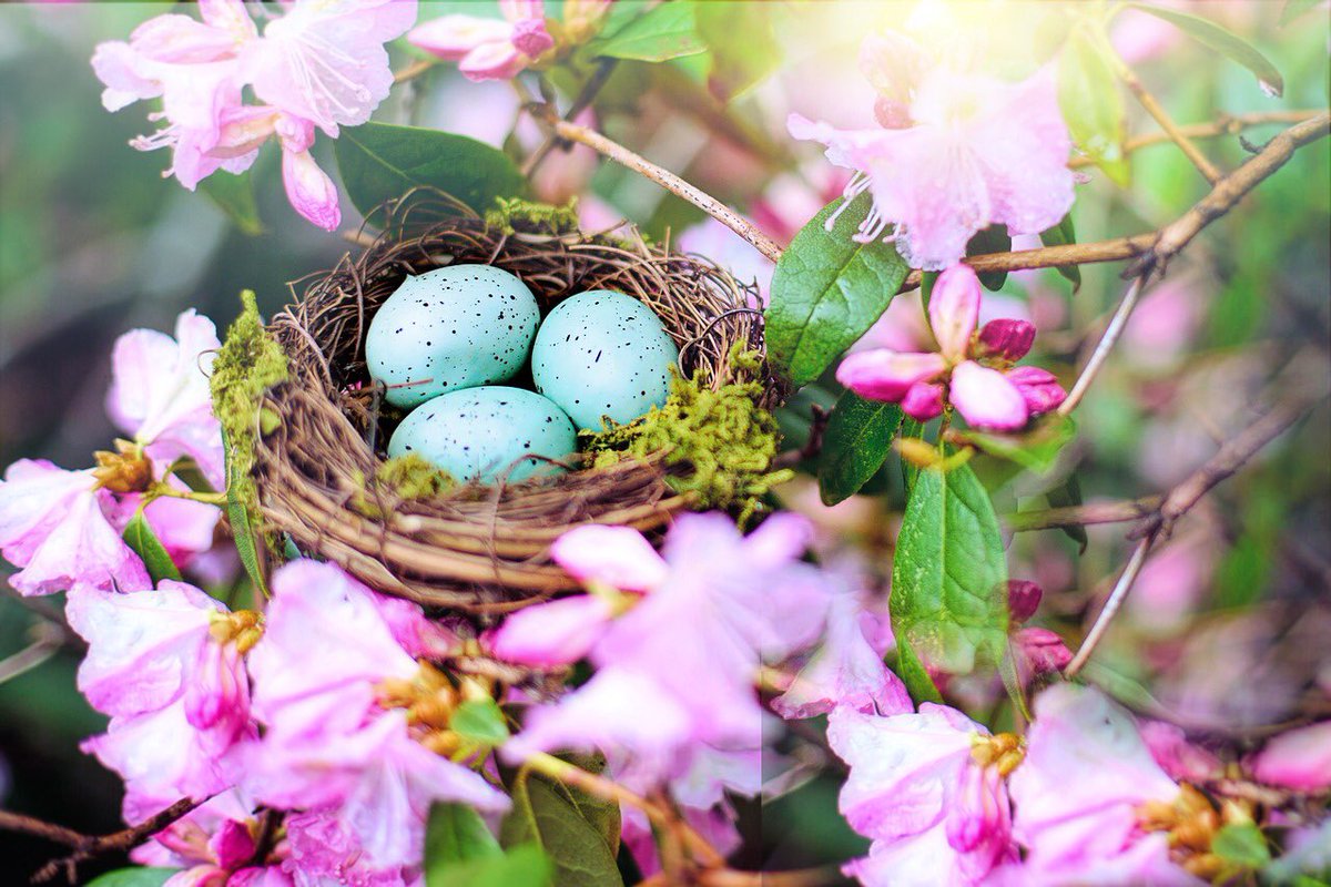 Happy Easter dear friends🐰🥚💝🐰🥚🕊
Wishing you all peace,love,happiness and good health🕊🐰💗

 #HappyEaster2021 💝 #EasterSunday 🐣 #StayBlessed 🕊