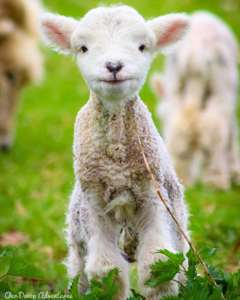 🐣 Happy Easter Everyone 🐣

Heres a spring lamb to brighten up your day. 

📷: @nationaltrust #Knightshayescourt

#Easter2021 #HappyEaster2021 #Easter #HappyEaster #easterlamb #spring
