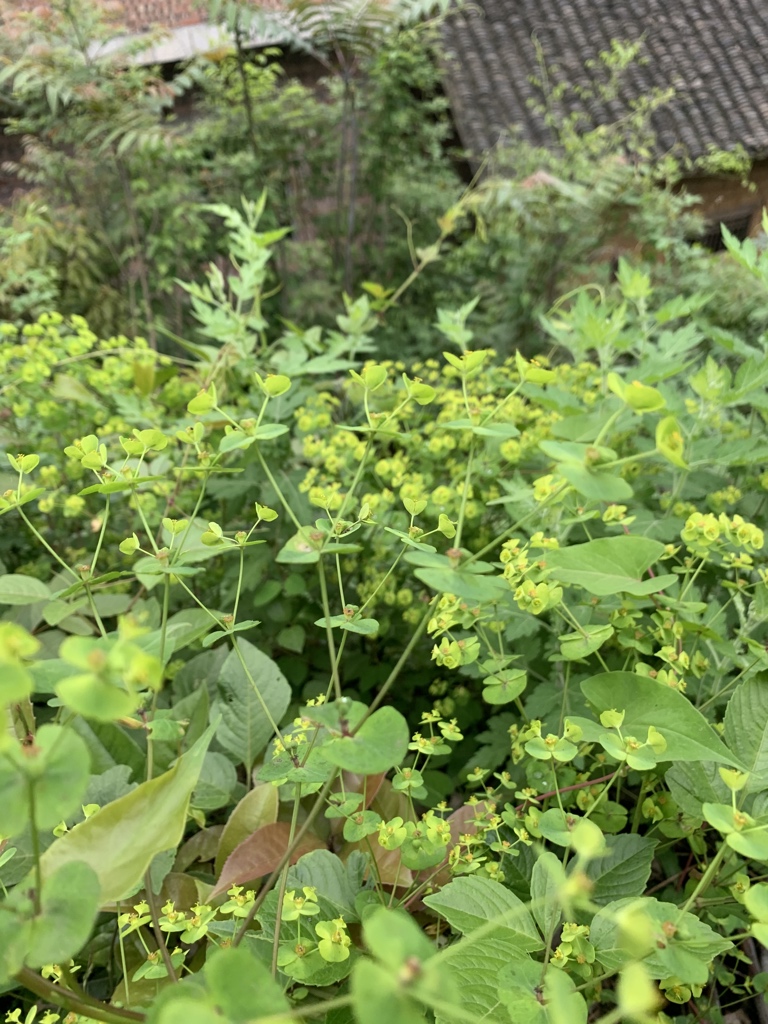 droidfu's tweet image. 二叉花