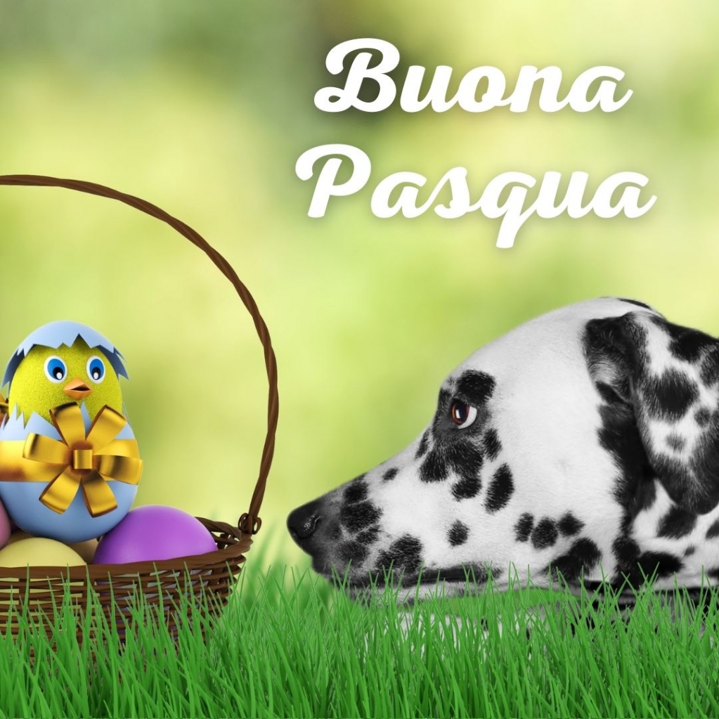 CSSDesign1's tweet image. CSSDesign vi augura una serena e felice Pasqua.
#pasqua #pasquetta #colomba #uovapasqual #cssdesign #socialmediamanager