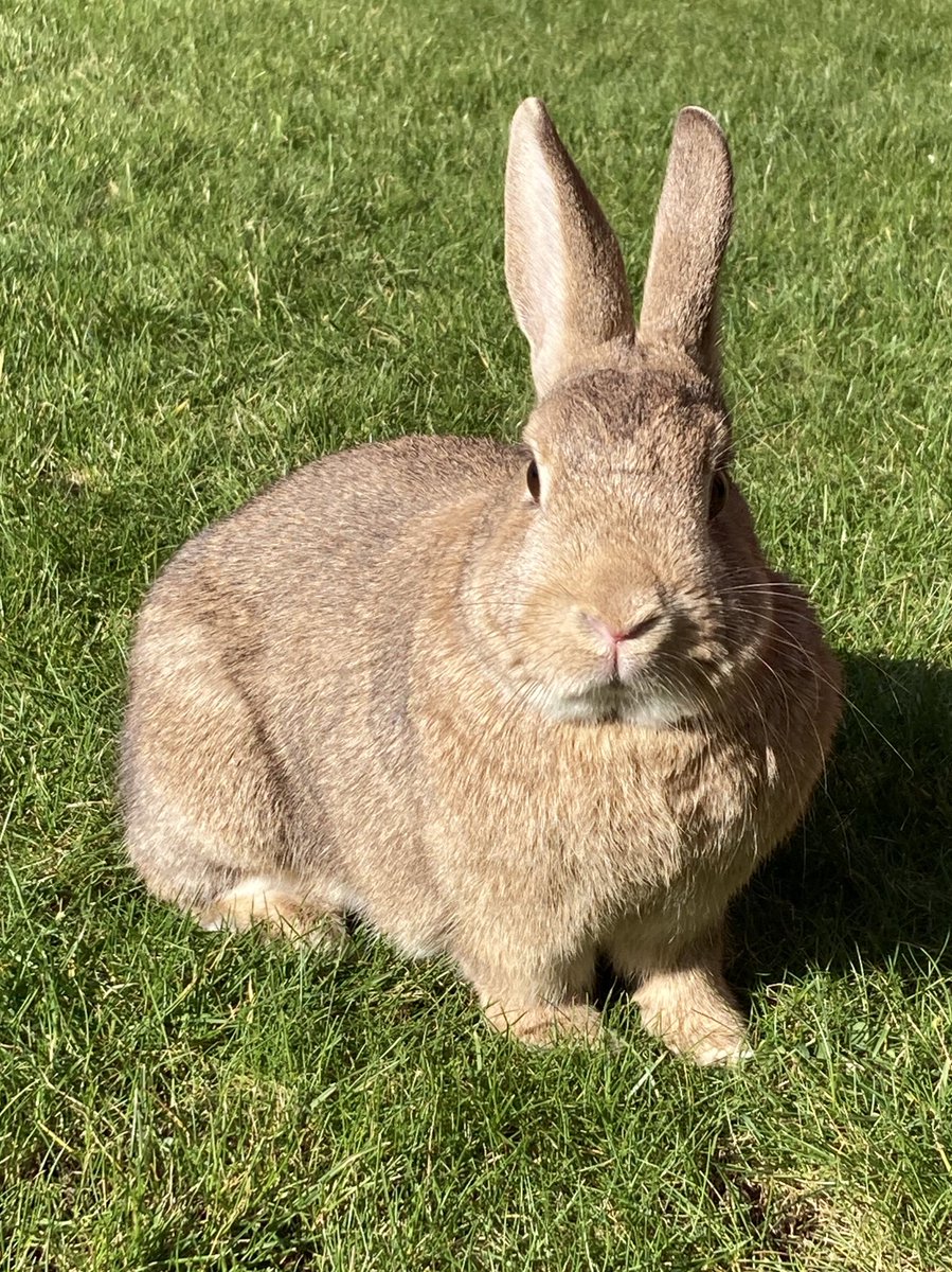 dmrc_benfund's tweet photo. Happy Easter from our charity team &amp; the @dmrc_benfund Easter 🐰. Our grateful thanks to our incredible supporters @PHDMarketing1 @P_H_Design for providing the patients on site @dms_dmrc with Easter eggs. Very much appreciated by everyone!!! #HelpingThoseWhoServeTheirCountry https://t.co/E5SRBMZlag
