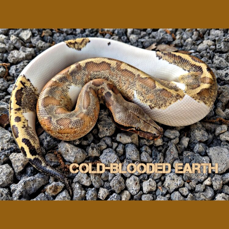 LivingArtReptil's tweet photo. Notevole! 🙂 Remarkable! 🙂 Pied Red Blood Python Foto: Cold-Blooded Earth (Nick Bottini). #pied #snake #reptile #python #livingart #lareptile #lareptiles #Pythonidae #bloodpython #nonvenomous #livingartreptile #livingartreptiles https://t.co/TtuTFKCym4