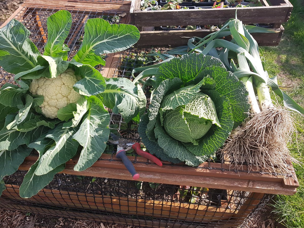 Well I know what I'm having for Easter lunch, my eyes popped out of my head when I saw these, they weren't like that a week ago!👍 #gyo #growyourown #vegetablegarden #allotment #garden