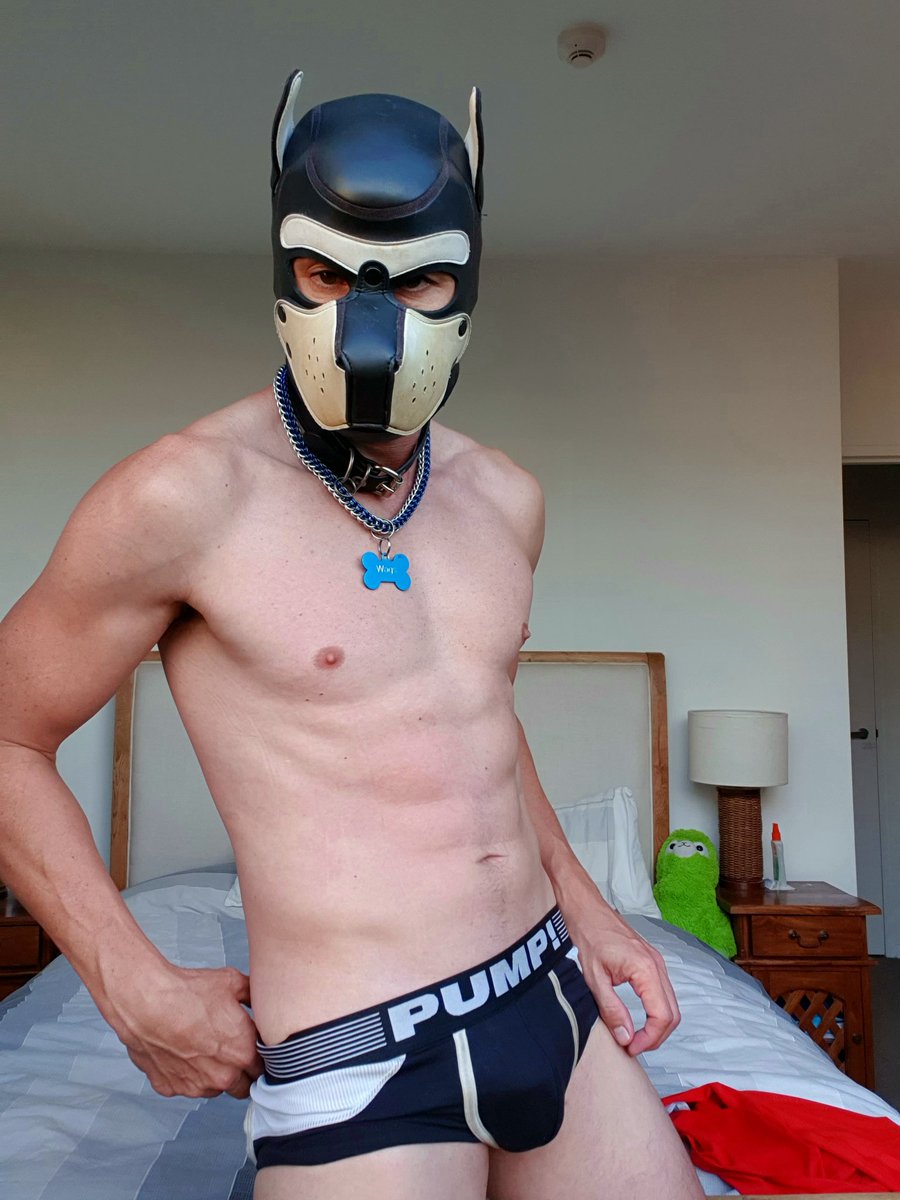 PupWags14's tweet photo. Dont u love it when pup hoods give u that.... im totally baked look 👻🐶 (im not btw)
#stoner #onlyhuman #shitpics https://t.co/e9xYJdf9Mq