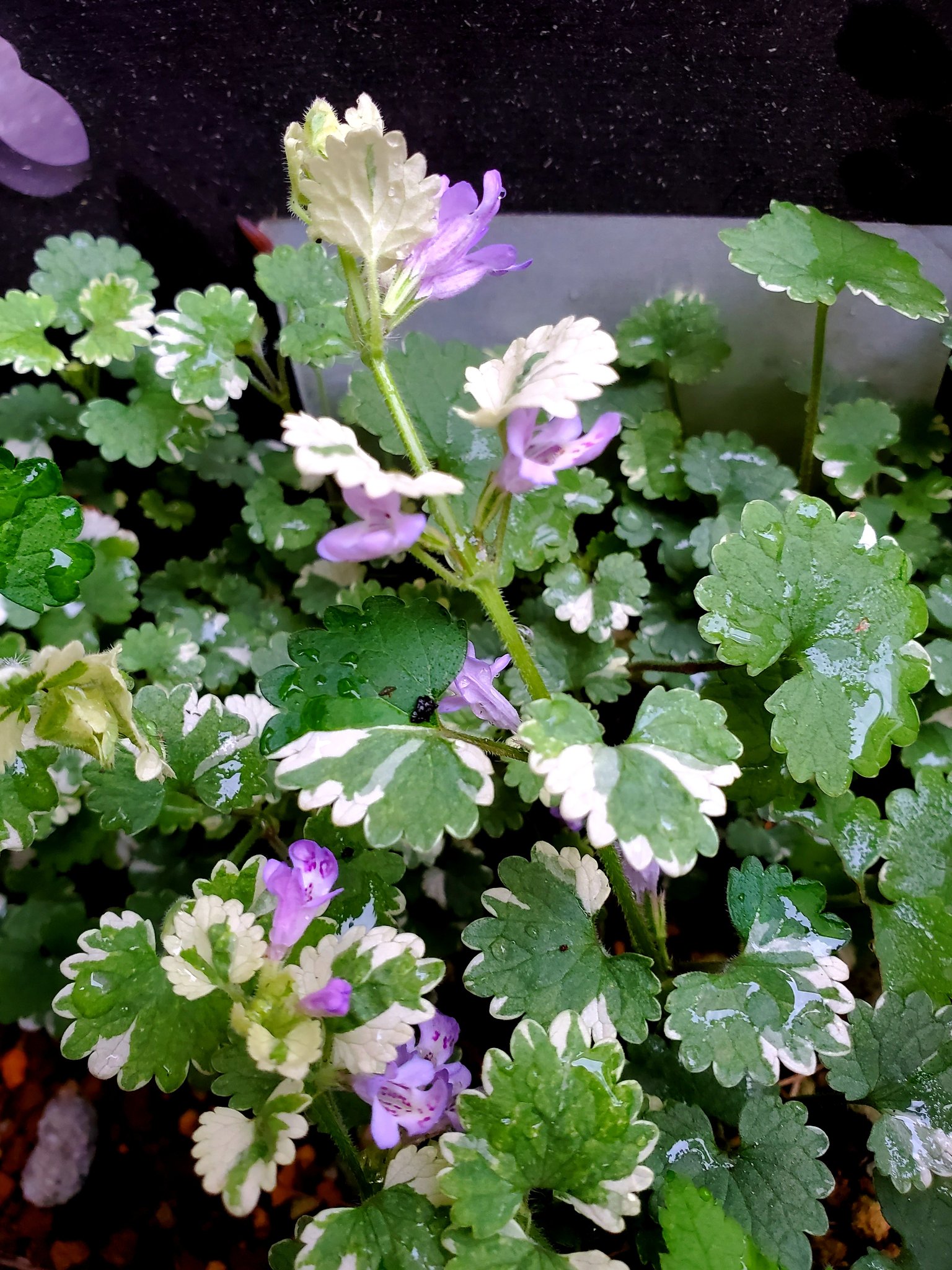 にゃんち 日当たりの悪い隣家との間の狭小部に雑草が毎年すごいので処理に困ったセダムの破片などを投棄し続けた結果 モリムラ万年草が頑張っていた そしてグレコマ 君はランナーで脱走したんだね プランターのグレコマは開花してました にゃんち 日当たりの悪い隣家との間の狭小部に雑草が毎年すごいので処理に困ったセダムの破片などを投棄し続けた結果 モリムラ万年草が頑張っていた そしてグレコマ 君はランナーで脱走したんだね プランターのグレコマは開花してました