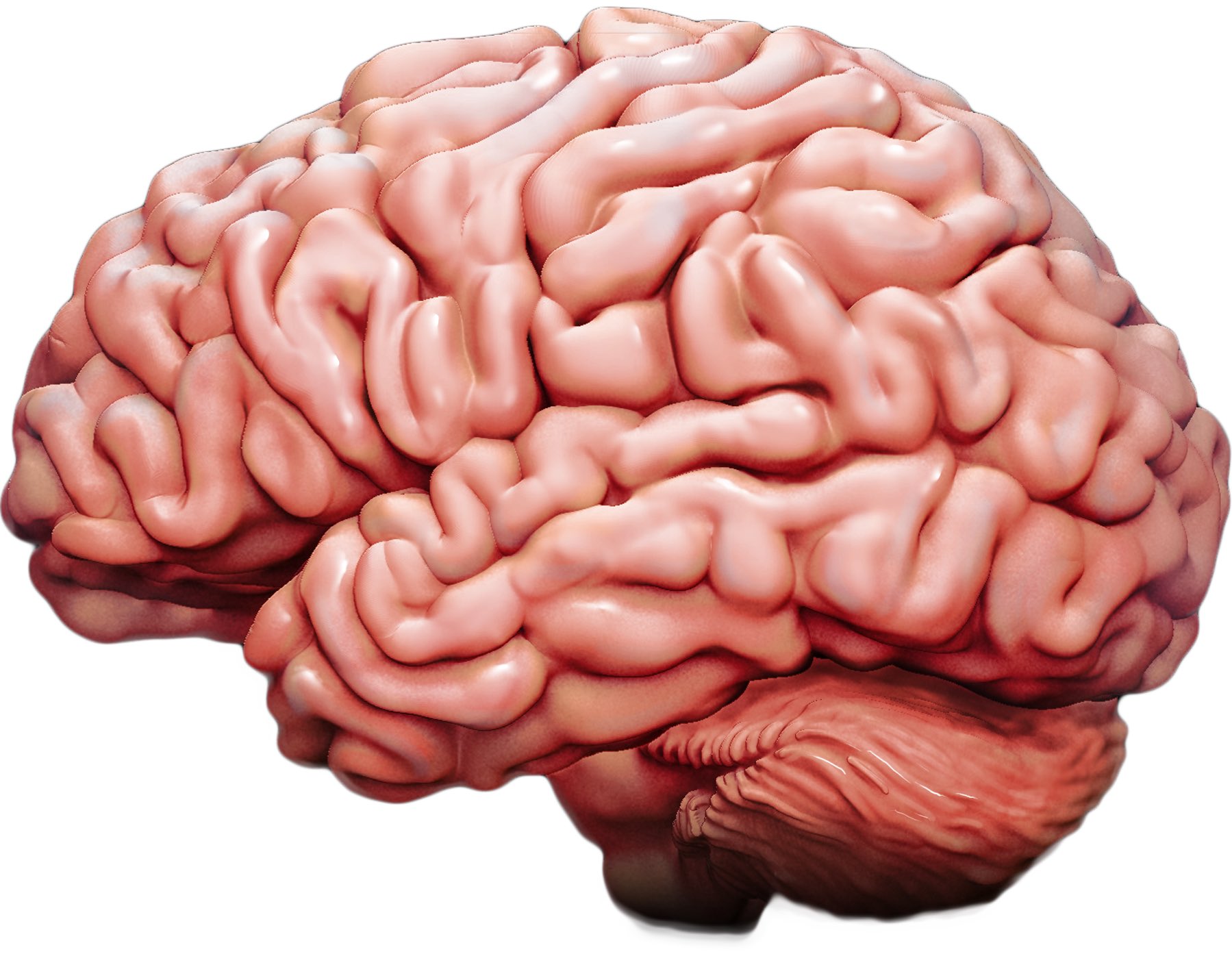 Мозг человека картинки для детей