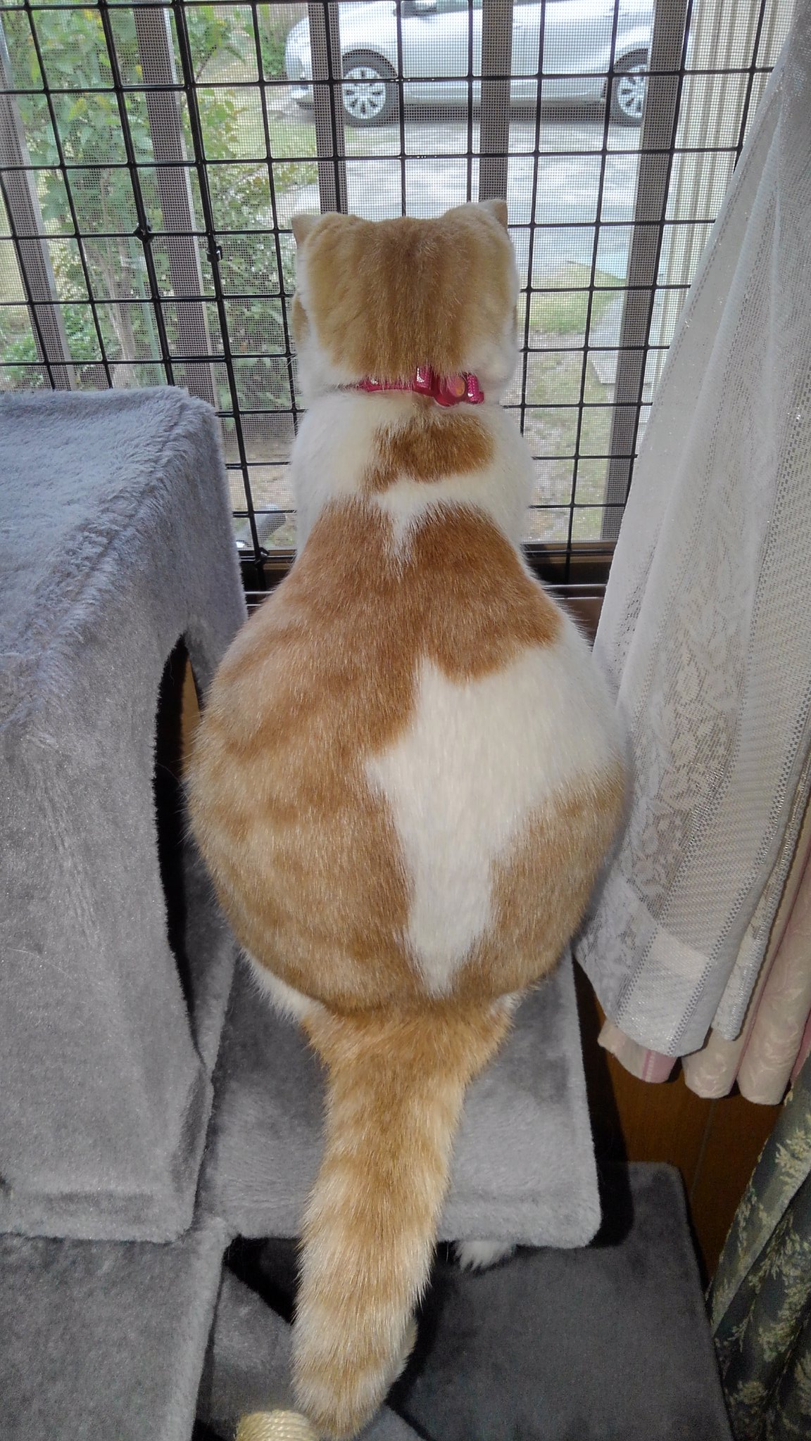 Twitter 上的 隼人 Aptx4869 後ろから見ると凄い膨らみ ﾟ ﾟ D 猫 猫好きさんと繫がりたい 猫の妊娠 猫の出産 T Co Jappxn2c39 Twitter