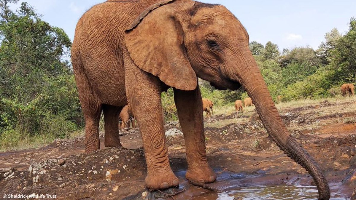 SheldrickTrust's tweet photo. Roho remains one of the most molly-coddled orphans at our Nursery but this little boy is starting to stand on his own four feet a little more, rather than solely relying on the big girls. It's a step in the right direction for him. https://t.co/fuHvNKhca8