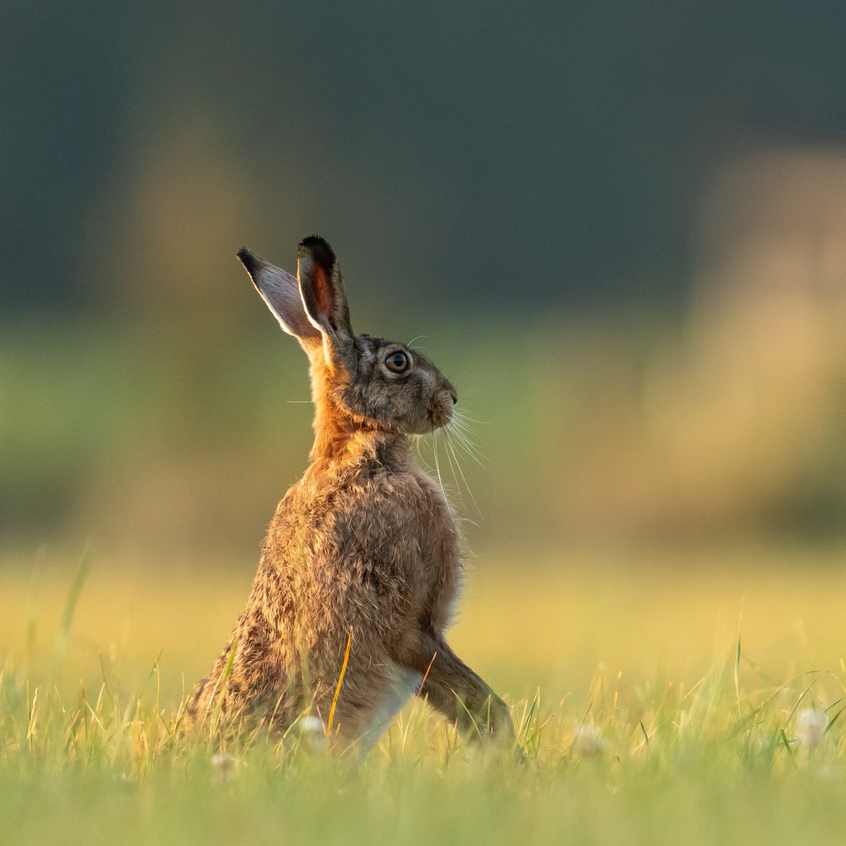 run_ontrails's tweet photo. Happy Easter from Run on Trails!

#easter #sundayrunday #trailrunningasitshouldbe #ultrarunning #runninglife #marathon #runningaddict #performance #runontrails https://t.co/eax8amweLC