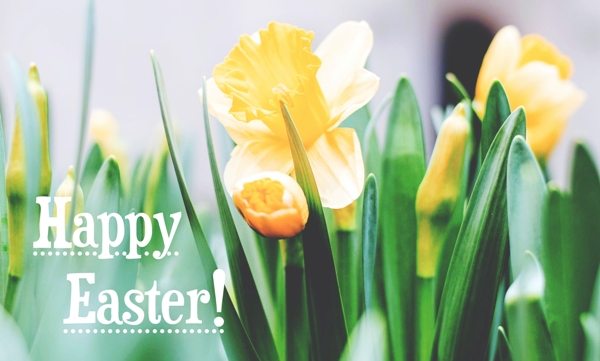 SpringfieldOrg's tweet image. Happy Easter 💛 - mailchi.mp/3af98a55b888/h…