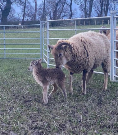 new #lambs @blawloanfarm #castlemilkmoorit #springtime