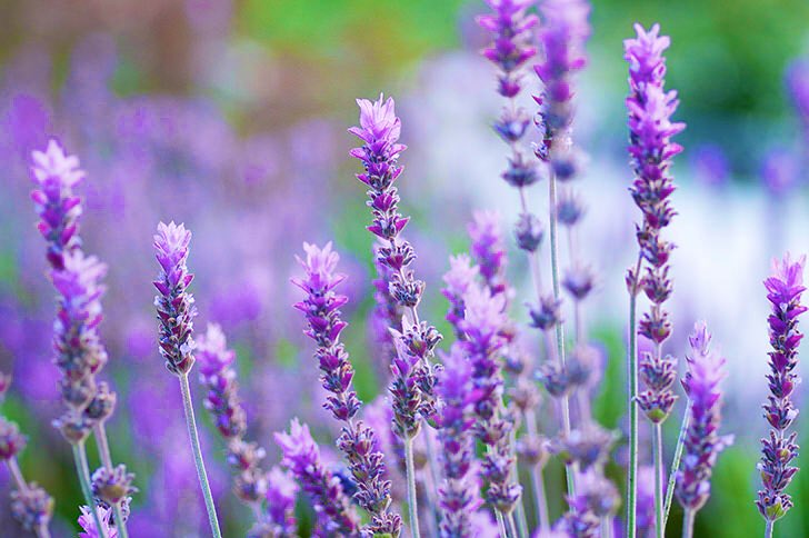 アンリ ファーブル