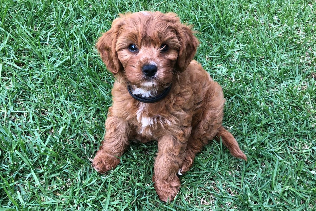 iambeached's tweet photo. How to dog-proof your garden to keep your lockdown puppy safe:  https://t.co/0cXGWnusgM #sydneyblogger #lifestyleblog #blogginggals #bloggerssparkle #bloggerstribe #bloggerloveshare #puppylove https://t.co/fvtQHJIBZ9