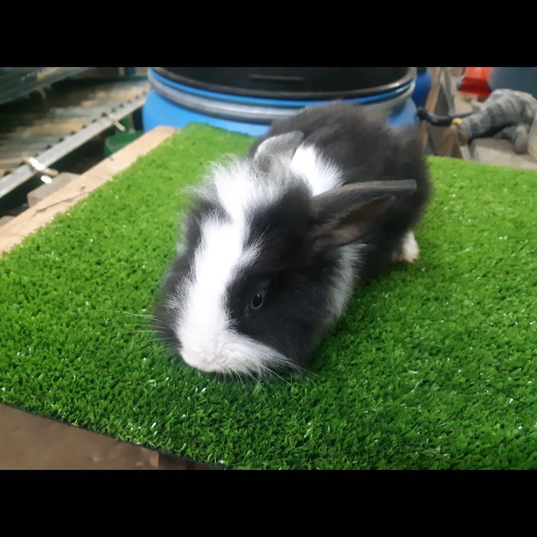 sarahnorazli's tweet photo. Hi asalamualaikum!!
I nak tlg parents I sbb my dad kena banned dari one of socmed sbb jual arnab murah sgt 🥺 He's selling bunnies mix LIONHEAD dgn harga rm30 je seekor, bunny tau sbb baru sebulan lebih. Jemput cuci mata dgn kecomelan diorg 🥺✨🐇 https://t.co/h4HESUIiXP