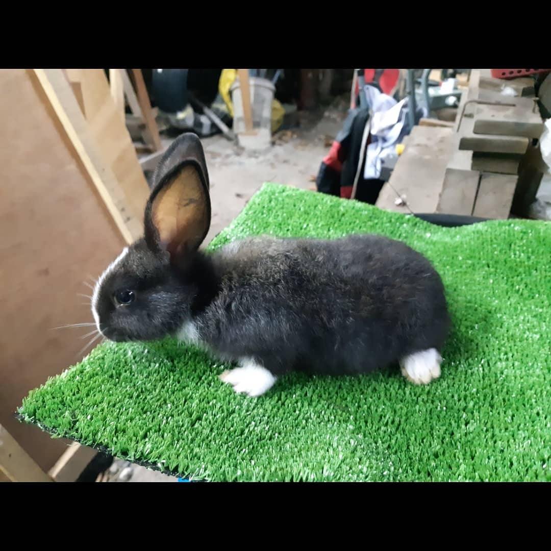 sarahnorazli's tweet photo. Hi asalamualaikum!!
I nak tlg parents I sbb my dad kena banned dari one of socmed sbb jual arnab murah sgt 🥺 He's selling bunnies mix LIONHEAD dgn harga rm30 je seekor, bunny tau sbb baru sebulan lebih. Jemput cuci mata dgn kecomelan diorg 🥺✨🐇 https://t.co/h4HESUIiXP