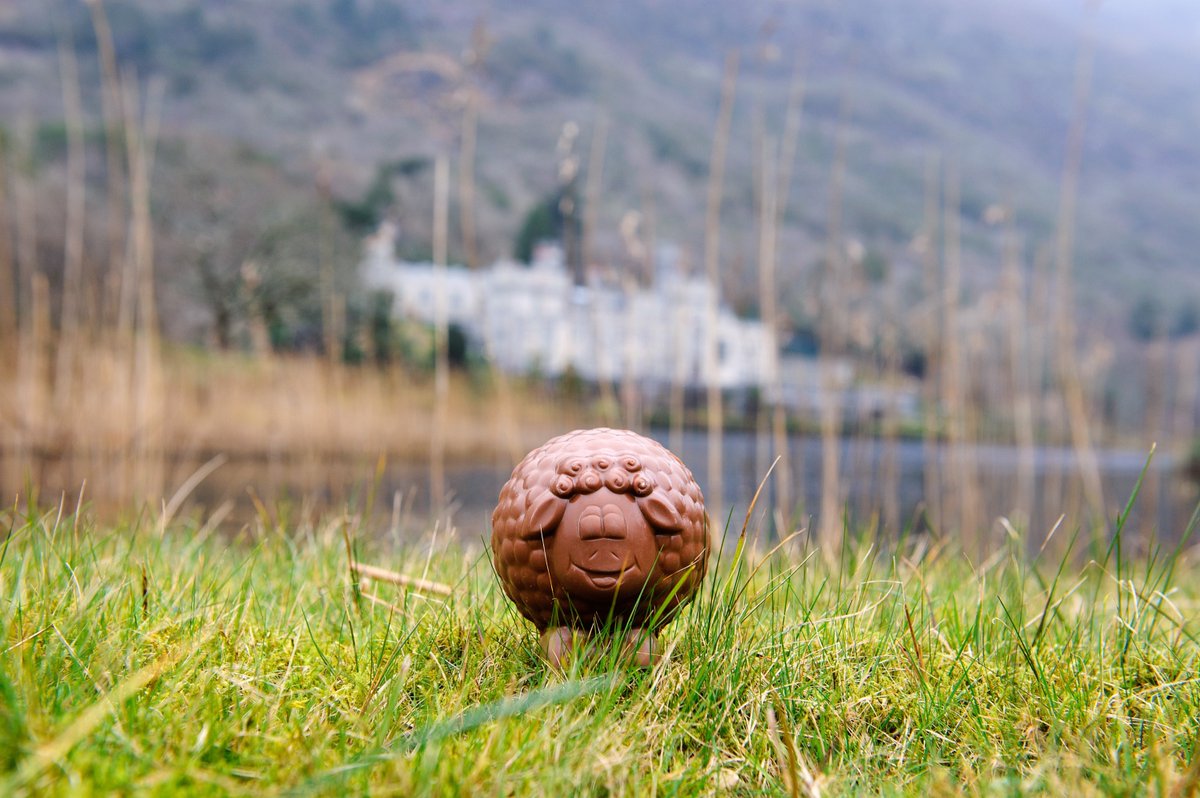 Fijne Pasen gewenst namens ons en dit chocolade lammetje (helemaal handgemaakt in <a href="/Kylemore/">Kylemore Abbey</a> Abbey, Connemara) 🍫🐑