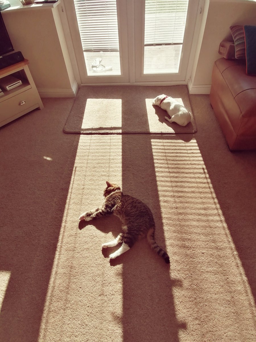 I iz allowing dat pesky cat to share de sun puddle vis morning, truf be told I can't be bovered to move it ☀️