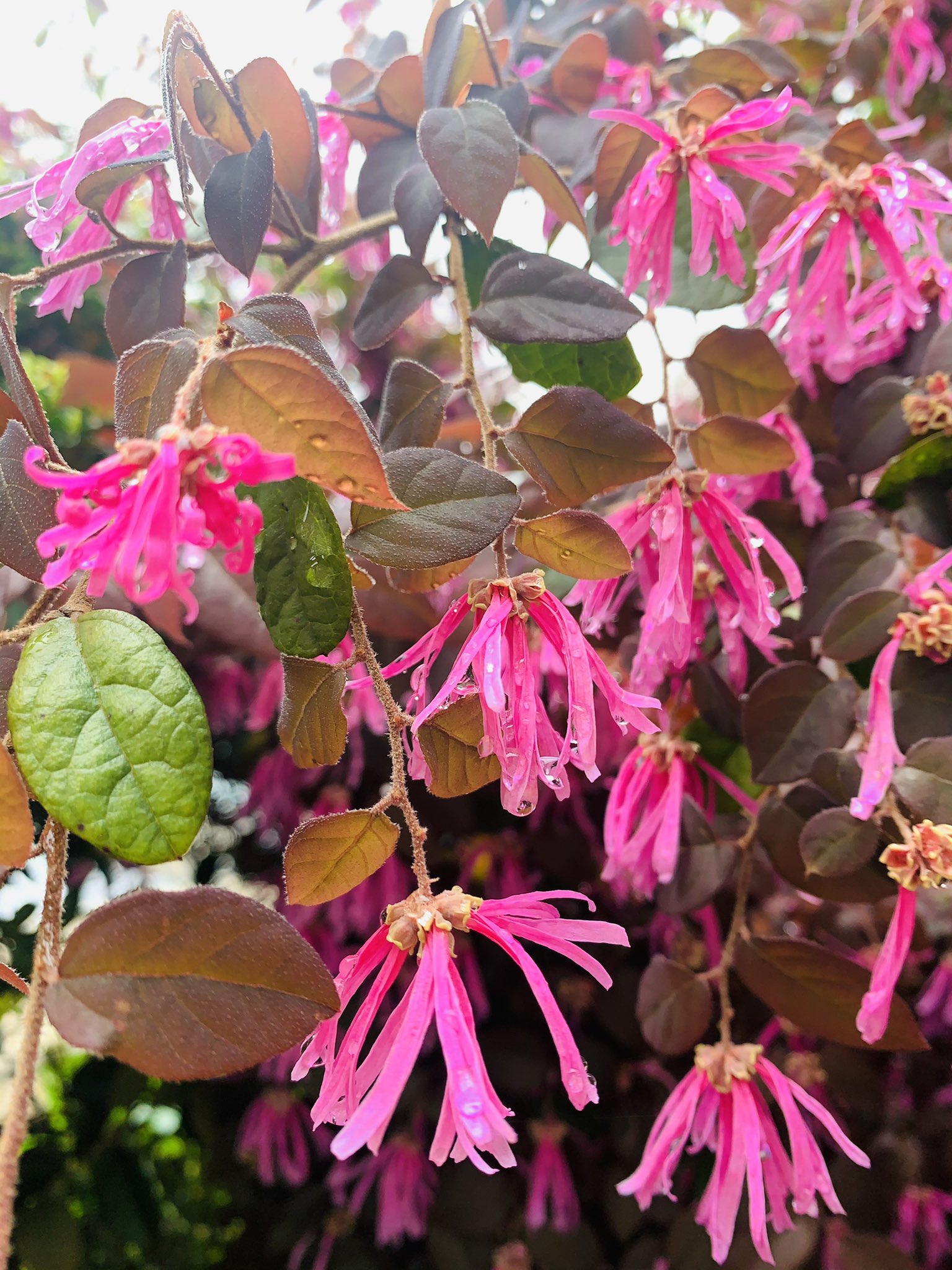 マンサクの花 Twitter Search Twitter