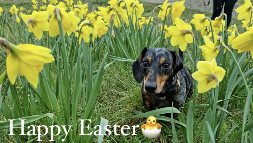 Who needs the Easter Bunny when you have an Easter Dachshund?! #HappyEaster