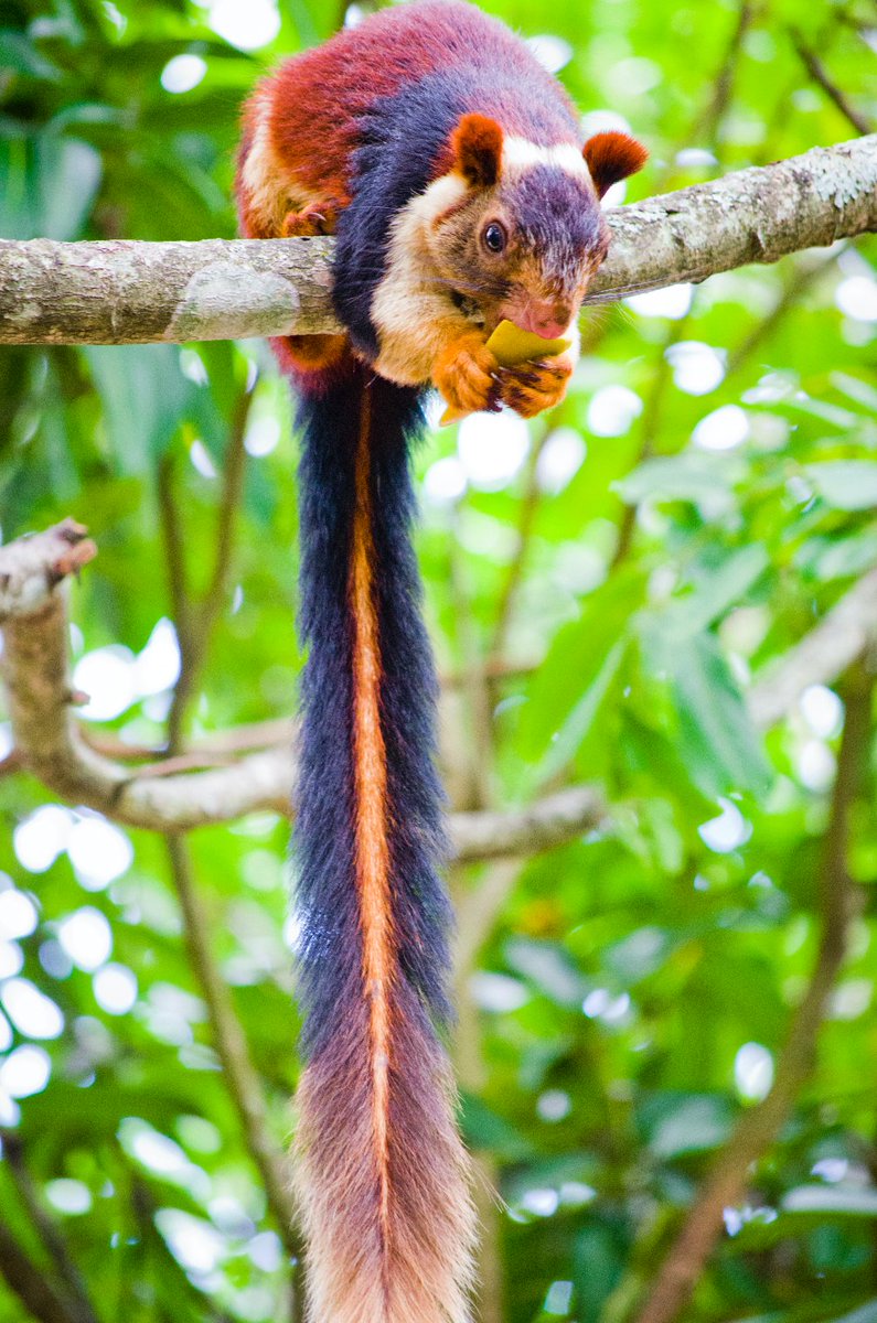 qikipedia's tweet image. Meet the Malabar giant squirrel from India. It’s just as spectacular as it looks. Rather than bury its nuts, it hides them in the treetops. (Image: VinodBhattu)
