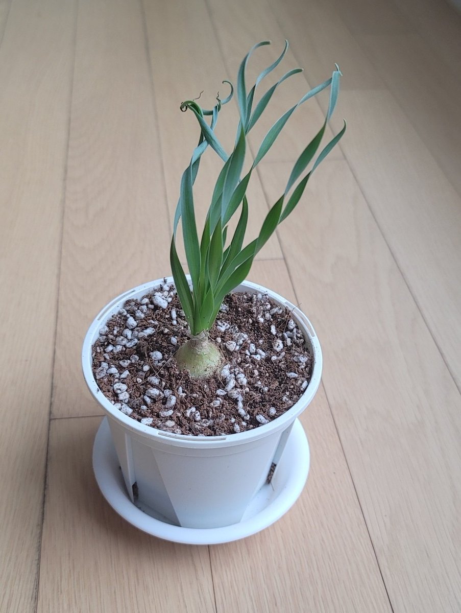 이 녀석을 친구에게 입양보냈는데, 2주 만에 훨씬 더 예뻐졌다. 사랑받은 티가 난다.