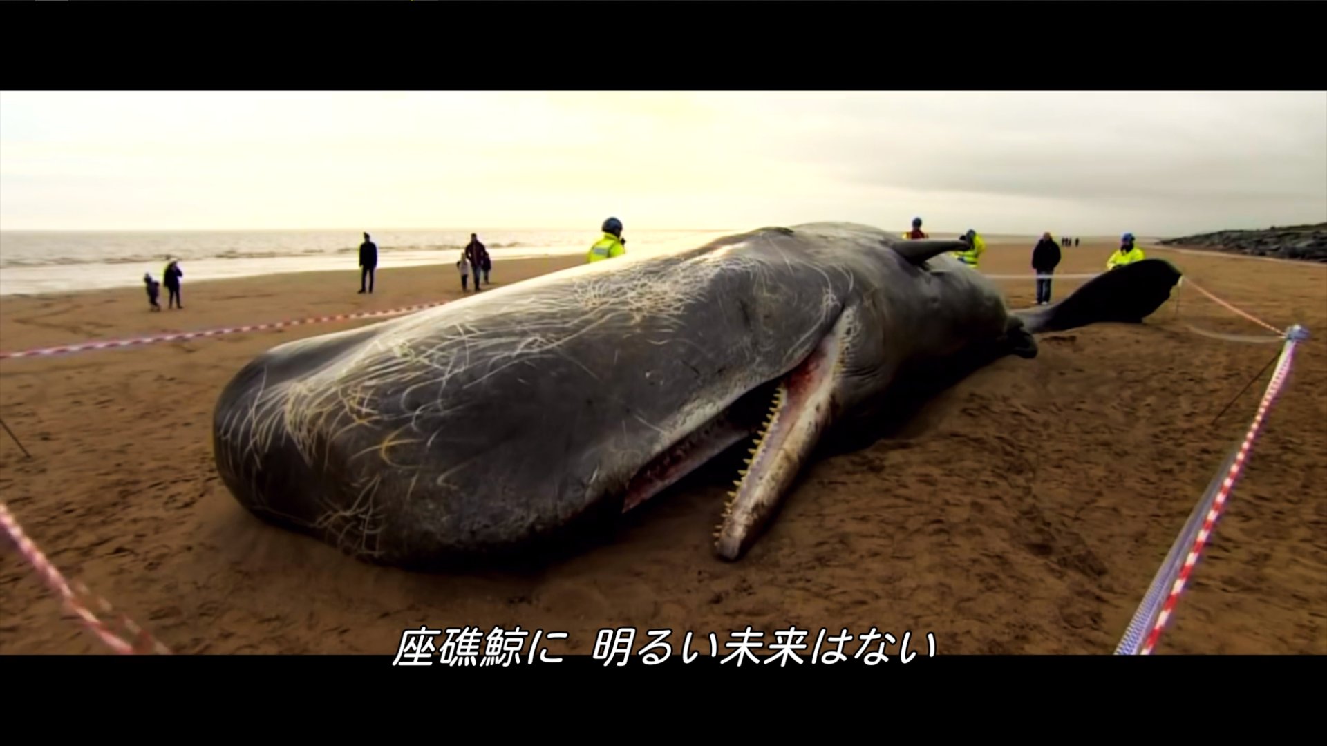 未識魚 中川譲 Comitia138 え01b Netflixの新作ドキュメンタリー エコロジーが主題で クジラが浜で死んでいる ストローのせいだ という 欧米人のテンプレから始まる そして 日本人が商業捕鯨でクジラを殺しているだって 大地町でイルカが
