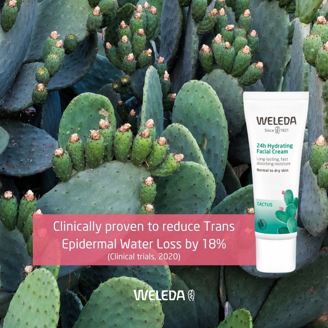WeledaUK's tweet image. Reawaken your skin’s ability to retain&amp;amp;balance hydration with our fast-absorbing facial cream🌵The certified natural Prickly Pear Cactus Hydrating Collection is clinically proven to deliver up to 24 hours of weightless, breathable hydration&amp;amp;non-comedogenic.bit.ly/3fysejQ