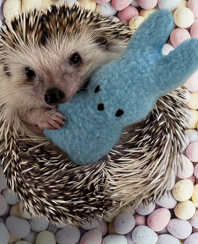 Hedgehog of the Day tweet media