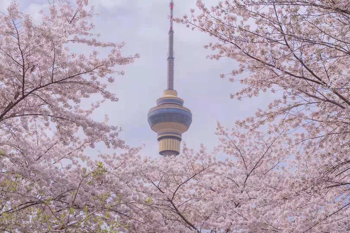 cgtnarabic's tweet photo. سكان بكين يتمتعون بزهور الكرز
#SpringSights https://t.co/gWD8pv1SYW