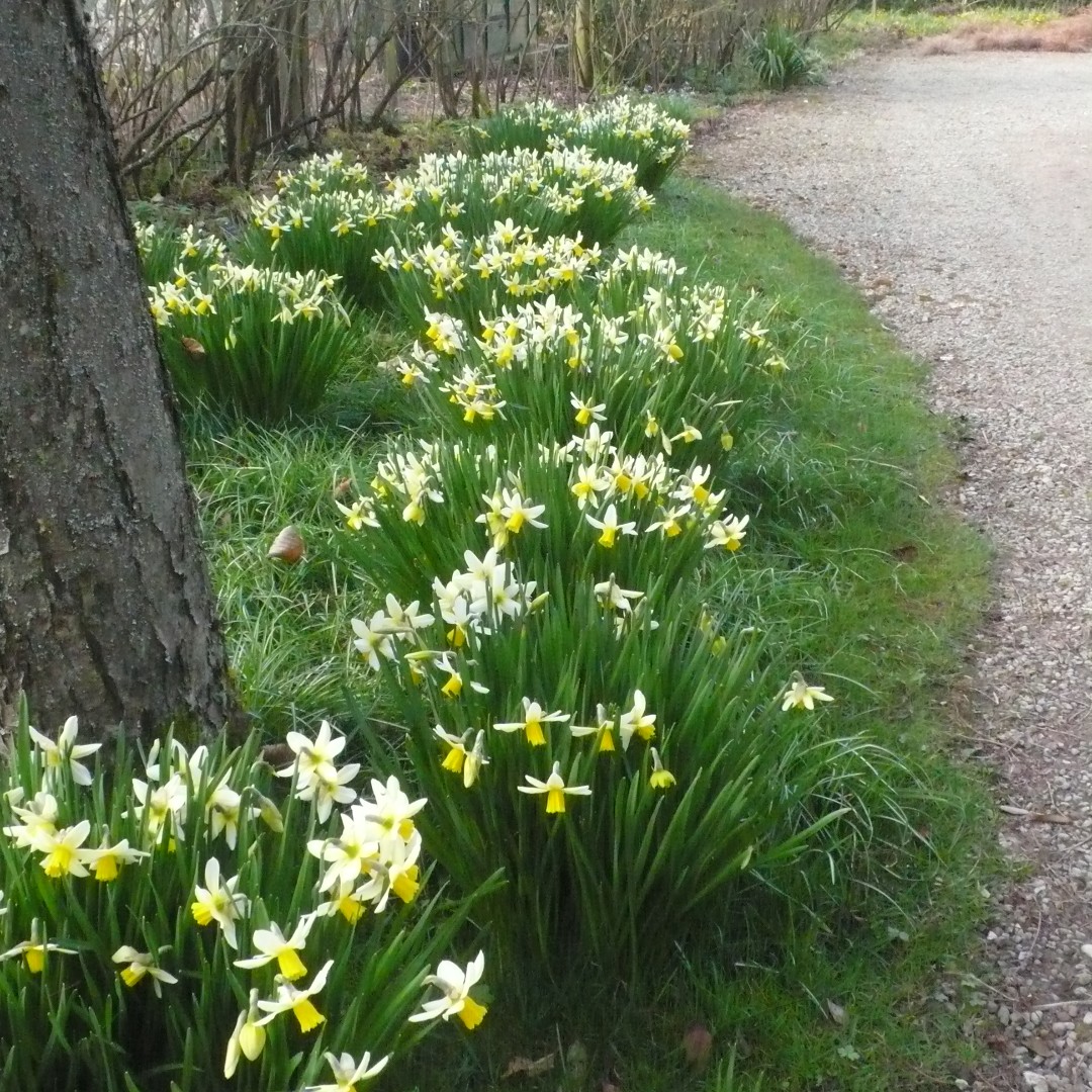 Narcissus Jack Snipe edging the drive, they follow the early crocus and are a cheering welcome
#narcissus #springflowers #daffodils #organicflowers #opengarden #yorkshiregarden