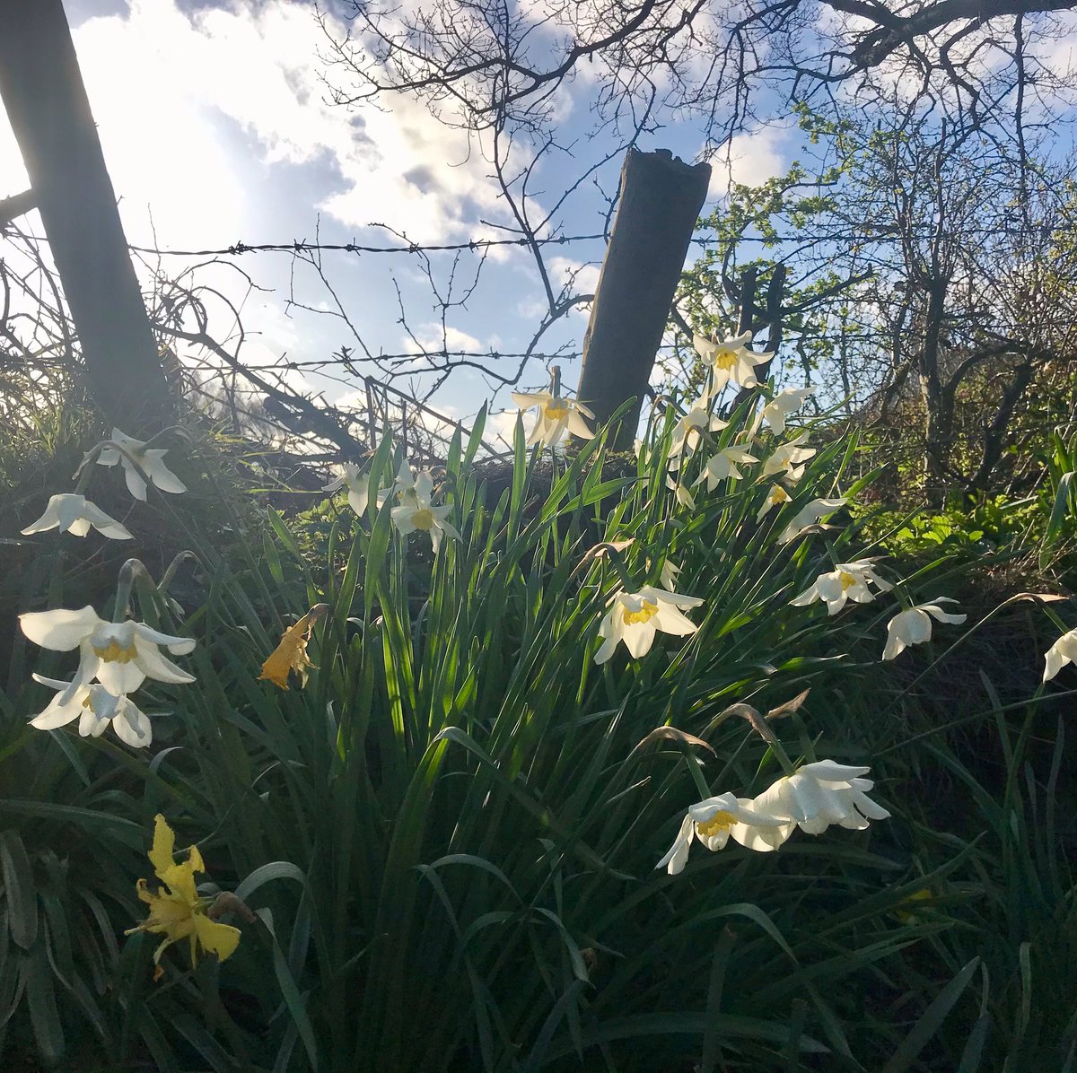 Happy Easter .. a quiet moment in a local country road in Stamullen, Co. Meath ... Have a wonderful day 🐣
.
.
.
#irishart #abstract #art #Ireland #color #creativity #meath #dublin #uplifting #country #daffodil #flower #Easter #staypositive